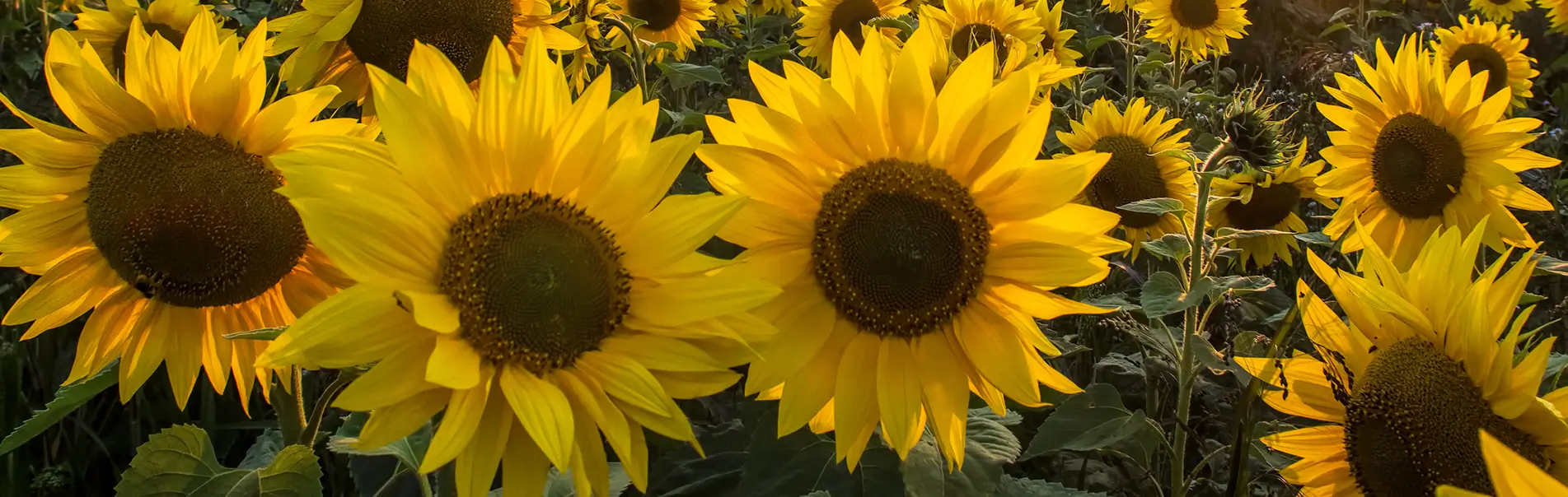 Field of sunflowers. Summer sunset landscape with golden yellow flowers in full bloom